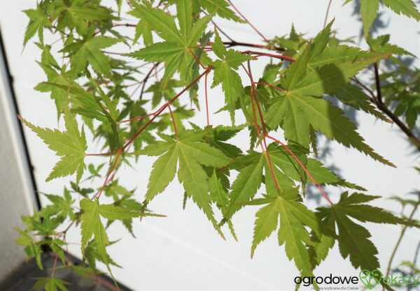 KLON PALMOWY MOMOIRO KOYASAN Acer Palmatum