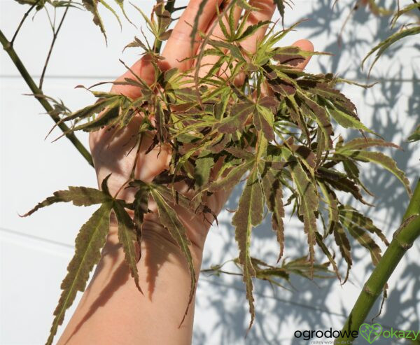 KLON PALMOWY MANYO NO SATO Acer palmatum