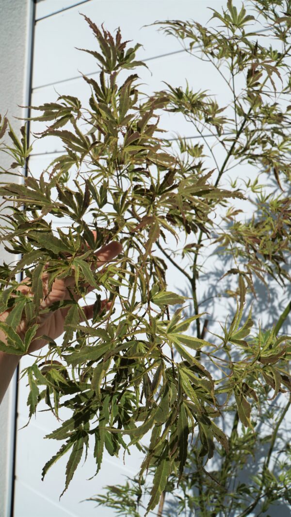 KLON PALMOWY MANYO NO SATO Acer palmatum