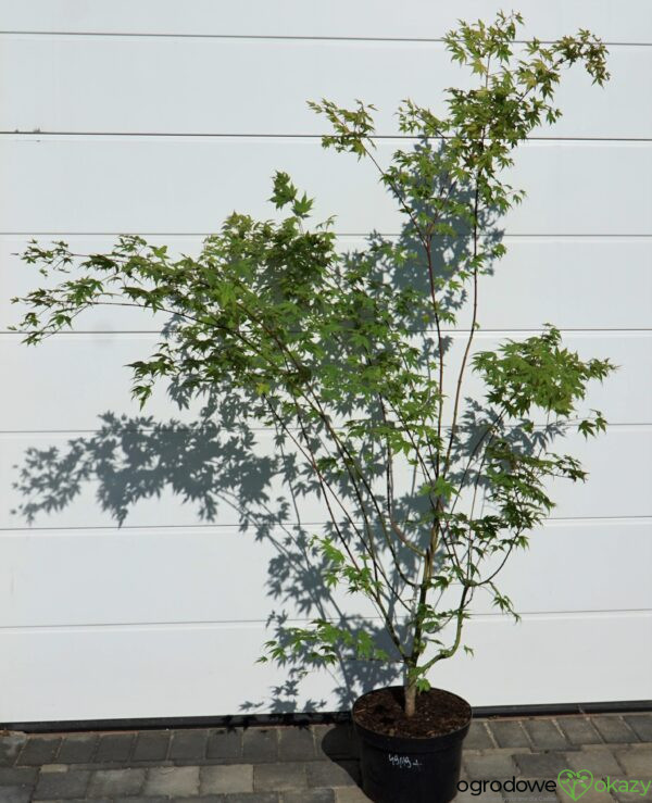 KLON PALMOWY MOMOIRO KOYASAN Acer Palmatum