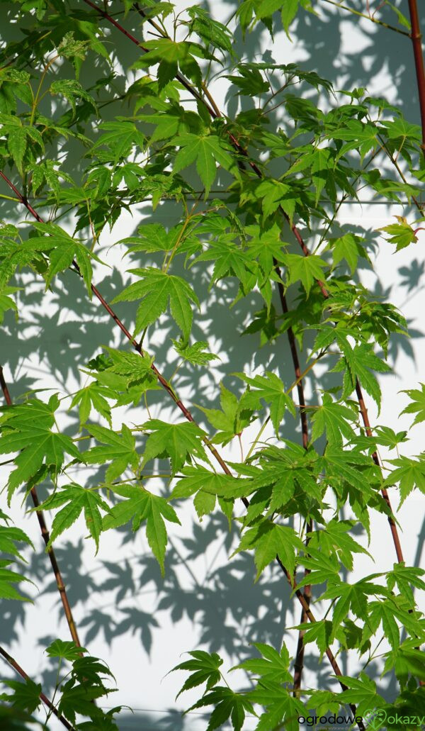 KLON PALMOWY MOMOIRO KOYASAN Acer Palmatum