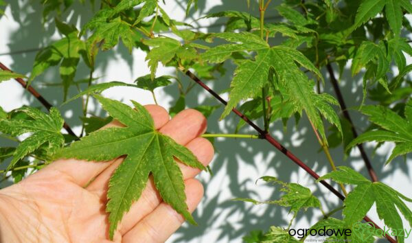 KLON PALMOWY MOMOIRO KOYASAN Acer Palmatum