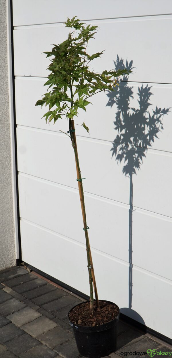 KLON PALMOWY PEACHES AND CREAM Acer palmatum