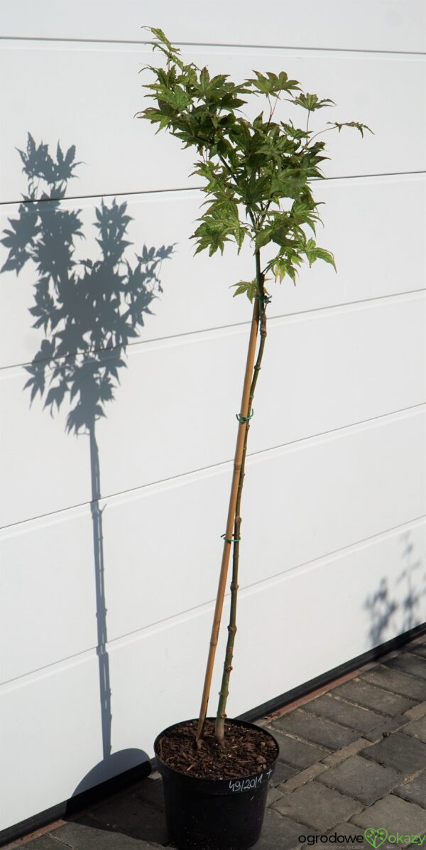 KLON PALMOWY PEACHES AND CREAM Acer palmatum