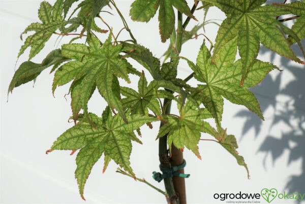 KLON PALMOWY PEACHES AND CREAM Acer palmatum