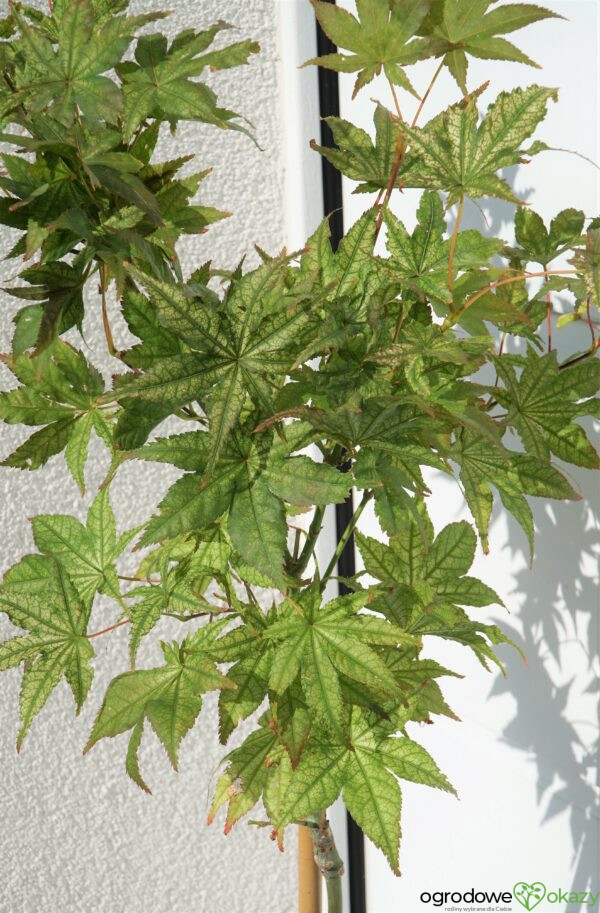 KLON PALMOWY PEACHES AND CREAM Acer palmatum