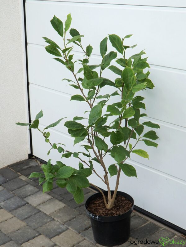 MAGNOLIA ALEXANDRINA