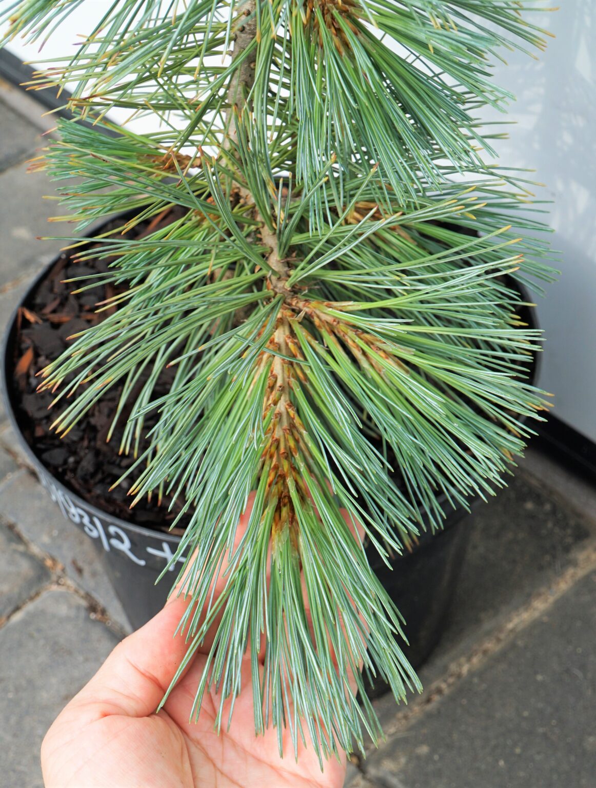 SOSNA GIĘTKA FIRMAMENT Pinus flexilis