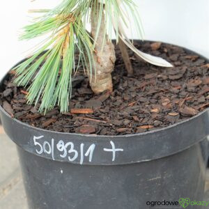 SOSNA GIĘTKA FIRMAMENT Pinus flexilis