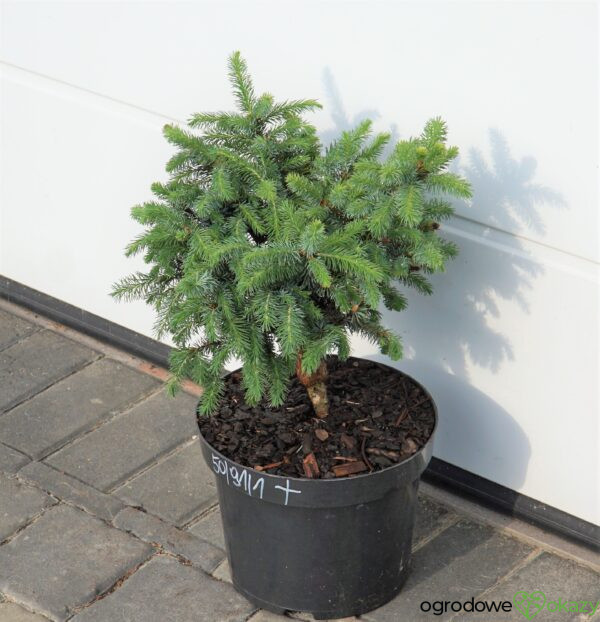 ŚWIERK SITKAJSKI TANNHÖF Picea sitchensis