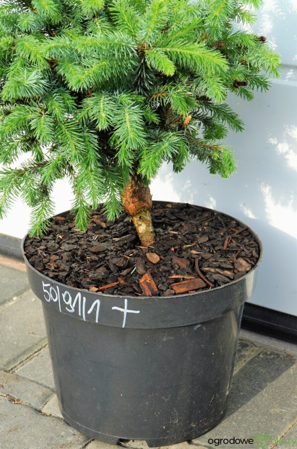 ŚWIERK SITKAJSKI TANNHÖF Picea sitchensis