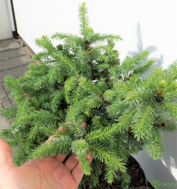 ŚWIERK SITKAJSKI TANNHÖF Picea sitchensis