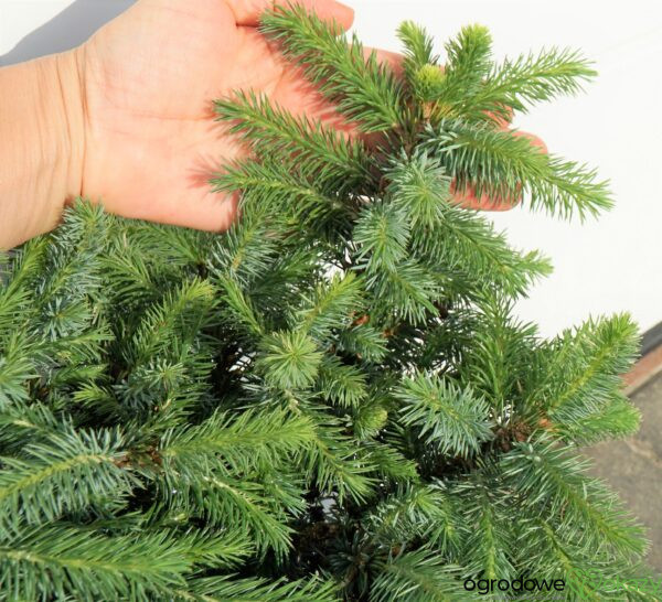 ŚWIERK SITKAJSKI TANNHÖF Picea sitchensis