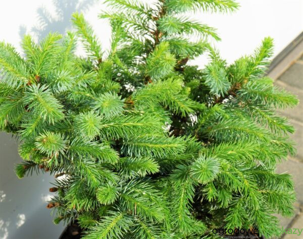 ŚWIERK SITKAJSKI TANNHÖF Picea sitchensis