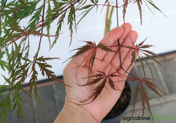 KLON PALMOWY PINK FILIGREE Acer palmatum