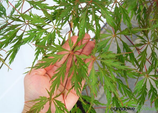 KLON PALMOWY PINK FILIGREE Acer palmatum