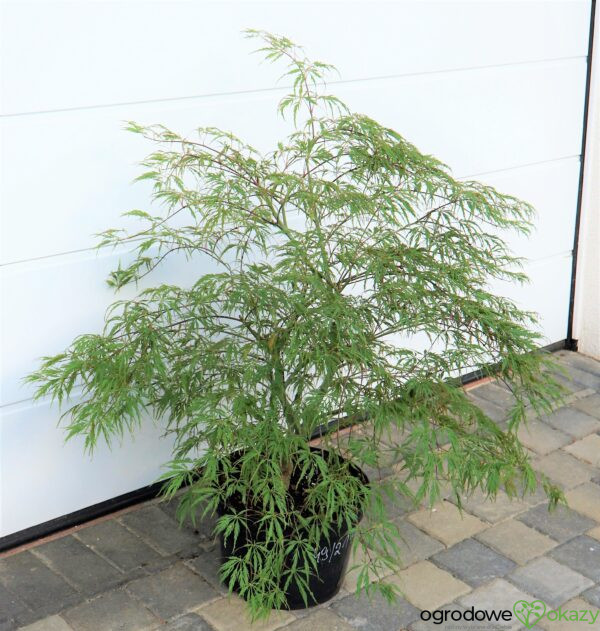 KLON PALMOWY PINK FILIGREE Acer palmatum