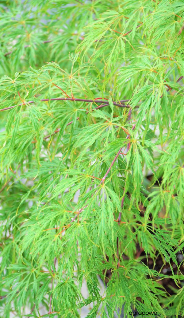 KLON PALMOWY PINK FILIGREE Acer palmatum