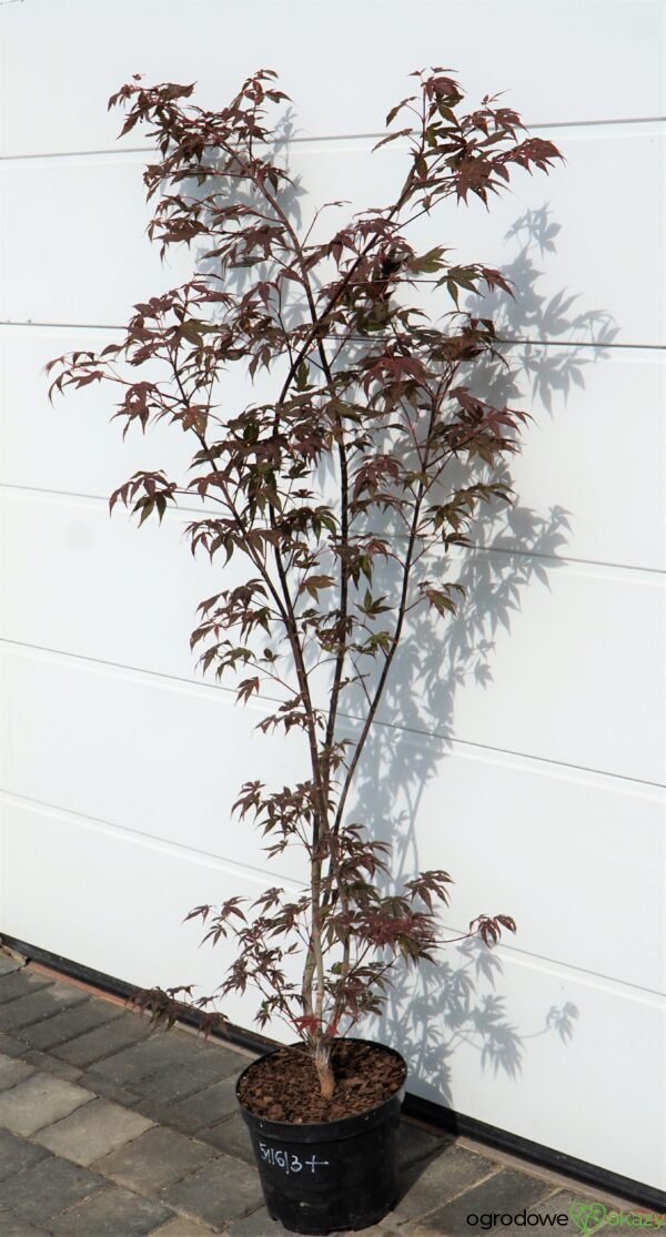 KLON PALMOWY ATROPURPUREUM Acer Palmatum