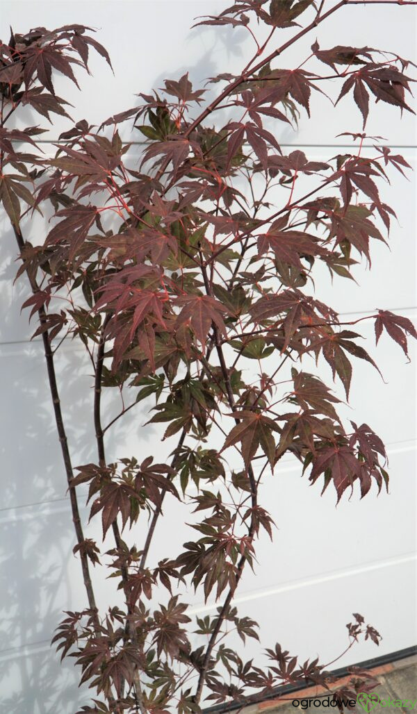 KLON PALMOWY ATROPURPUREUM Acer Palmatum