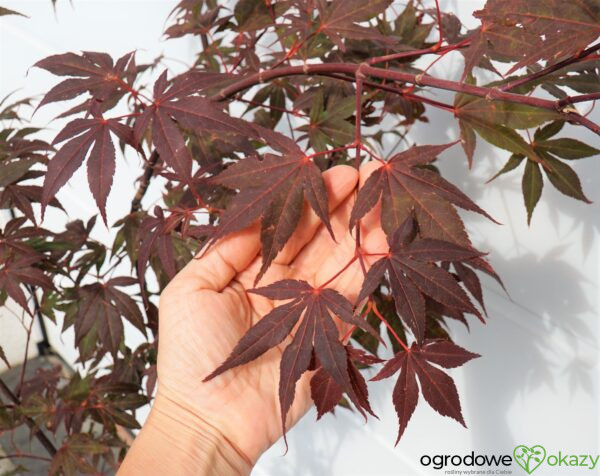 KLON PALMOWY ATROPURPUREUM Acer Palmatum