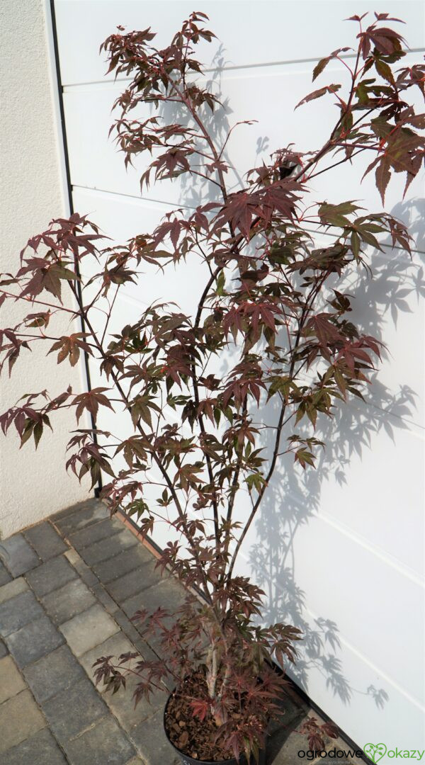 KLON PALMOWY ATROPURPUREUM Acer Palmatum