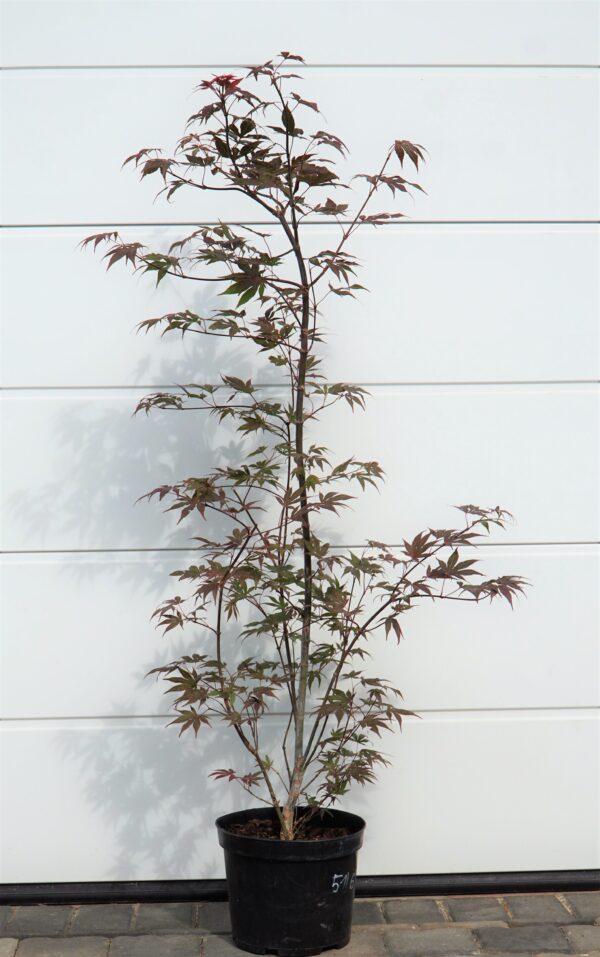 KLON PALMOWY ATROPURPUREUM Acer Palmatum