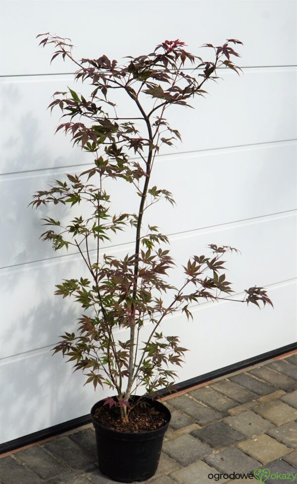 KLON PALMOWY ATROPURPUREUM Acer Palmatum