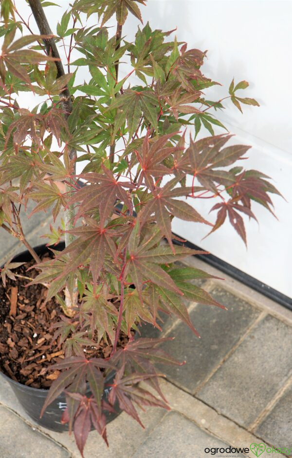 KLON PALMOWY ATROPURPUREUM Acer Palmatum