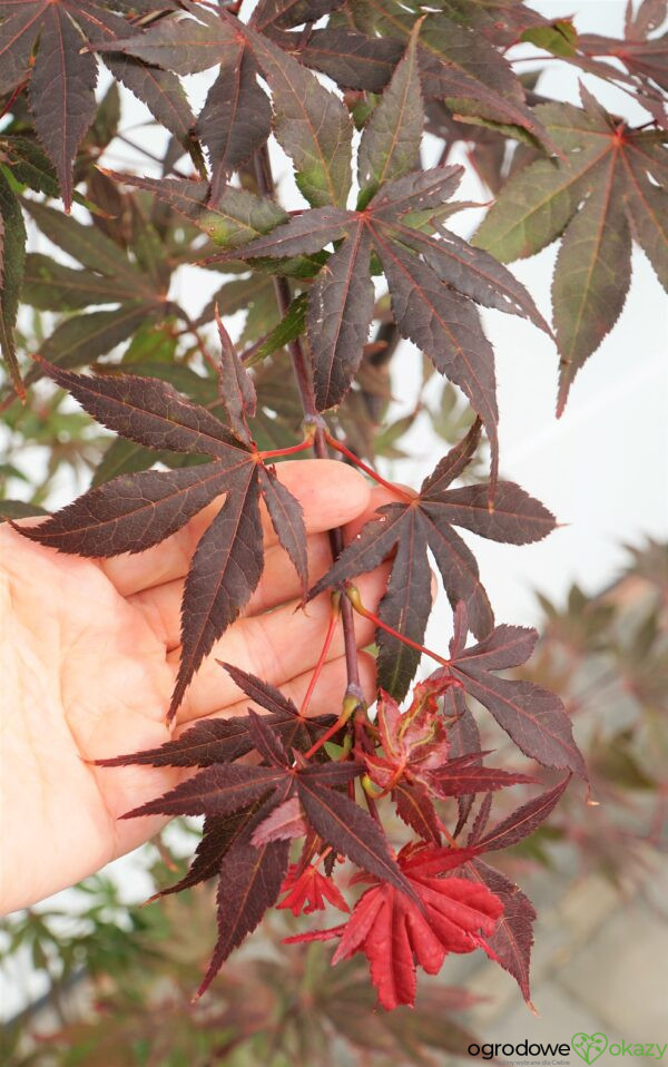 KLON PALMOWY ATROPURPUREUM Acer Palmatum