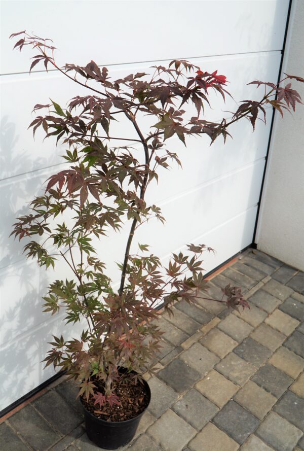 KLON PALMOWY ATROPURPUREUM Acer Palmatum