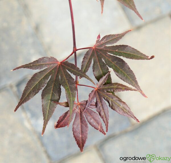 KLON PALMOWY ATROPURPUREUM Acer Palmatum