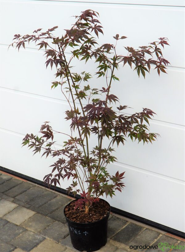 KLON PALMOWY ATROPURPUREUM Acer Palmatum