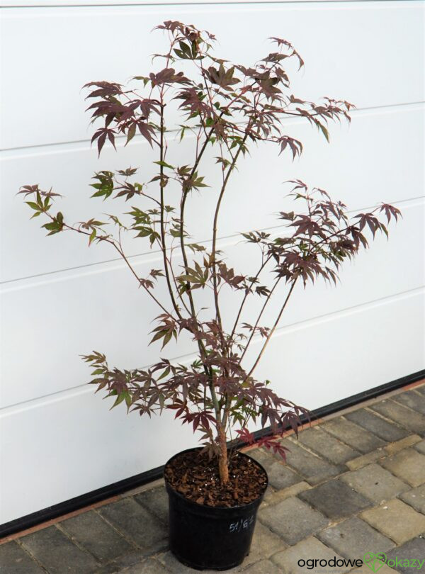 KLON PALMOWY ATROPURPUREUM Acer Palmatum