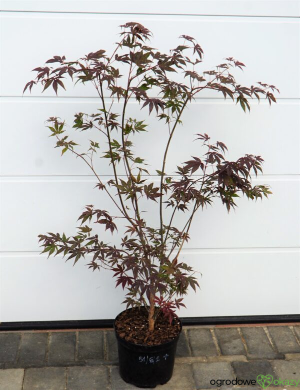 KLON PALMOWY ATROPURPUREUM Acer Palmatum