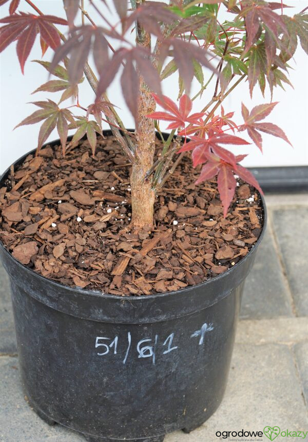 KLON PALMOWY ATROPURPUREUM Acer Palmatum