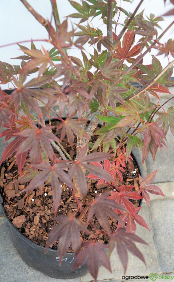 KLON PALMOWY ATROPURPUREUM Acer Palmatum