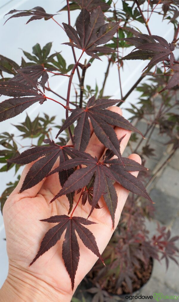 KLON PALMOWY ATROPURPUREUM Acer Palmatum