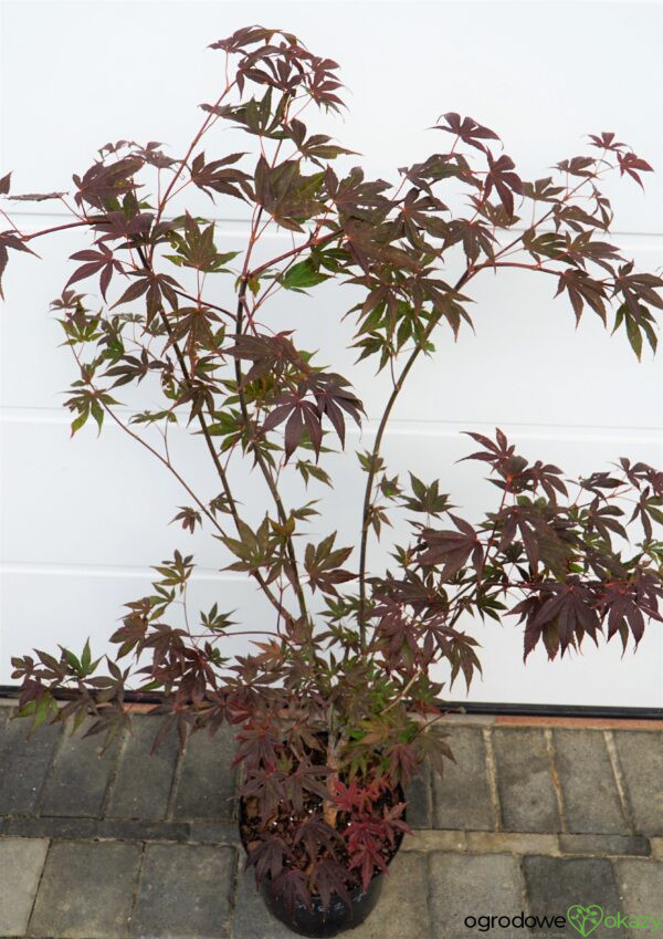 KLON PALMOWY ATROPURPUREUM Acer Palmatum