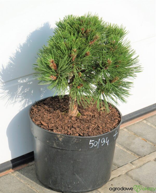 SOSNA BOŚNIACKA SMIDTII Pinus heldreichii