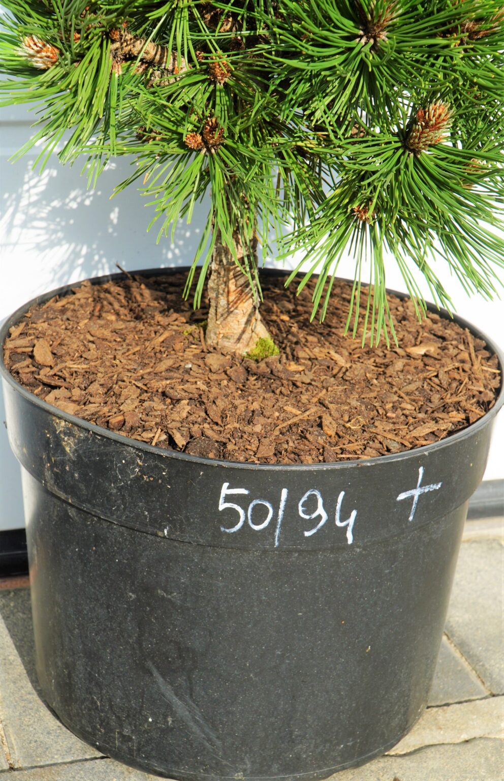 SOSNA BOŚNIACKA SMIDTII Pinus heldreichii