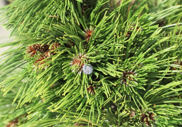 SOSNA BOŚNIACKA SMIDTII Pinus heldreichii