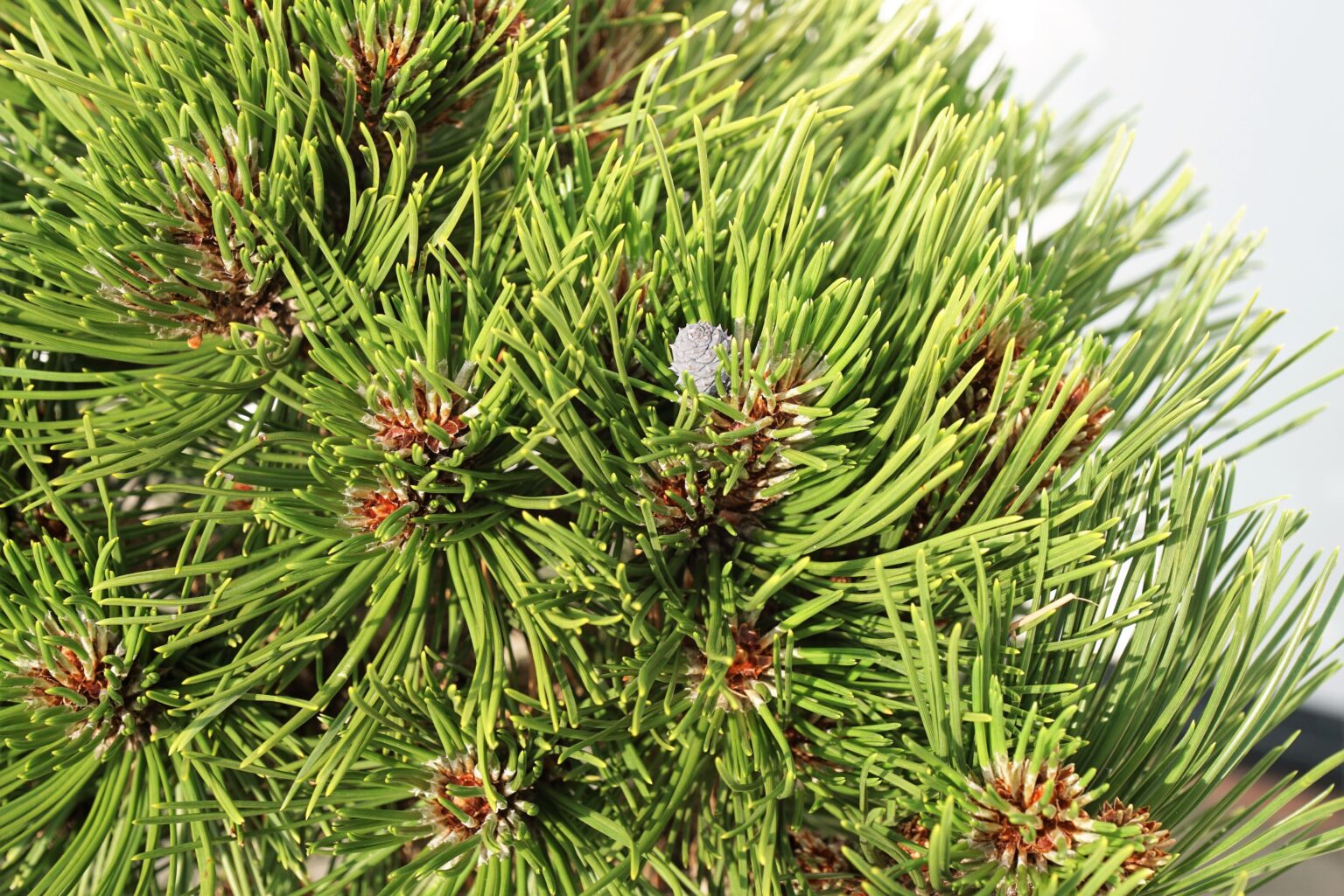 SOSNA BOŚNIACKA SMIDTII Pinus heldreichii