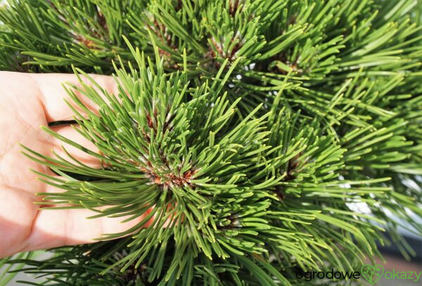 SOSNA BOŚNIACKA SMIDTII Pinus heldreichii