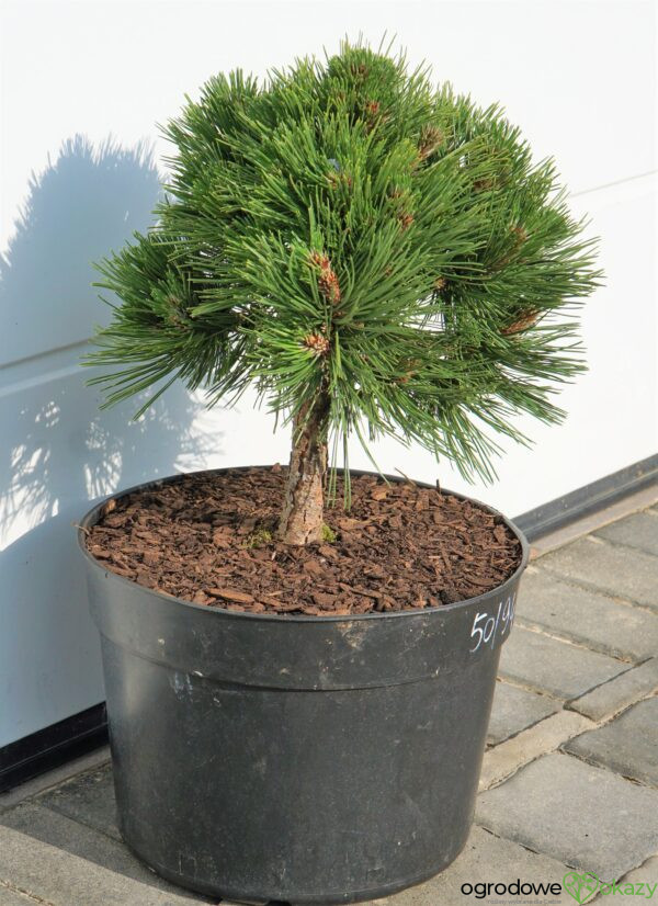 SOSNA BOŚNIACKA SMIDTII Pinus heldreichii