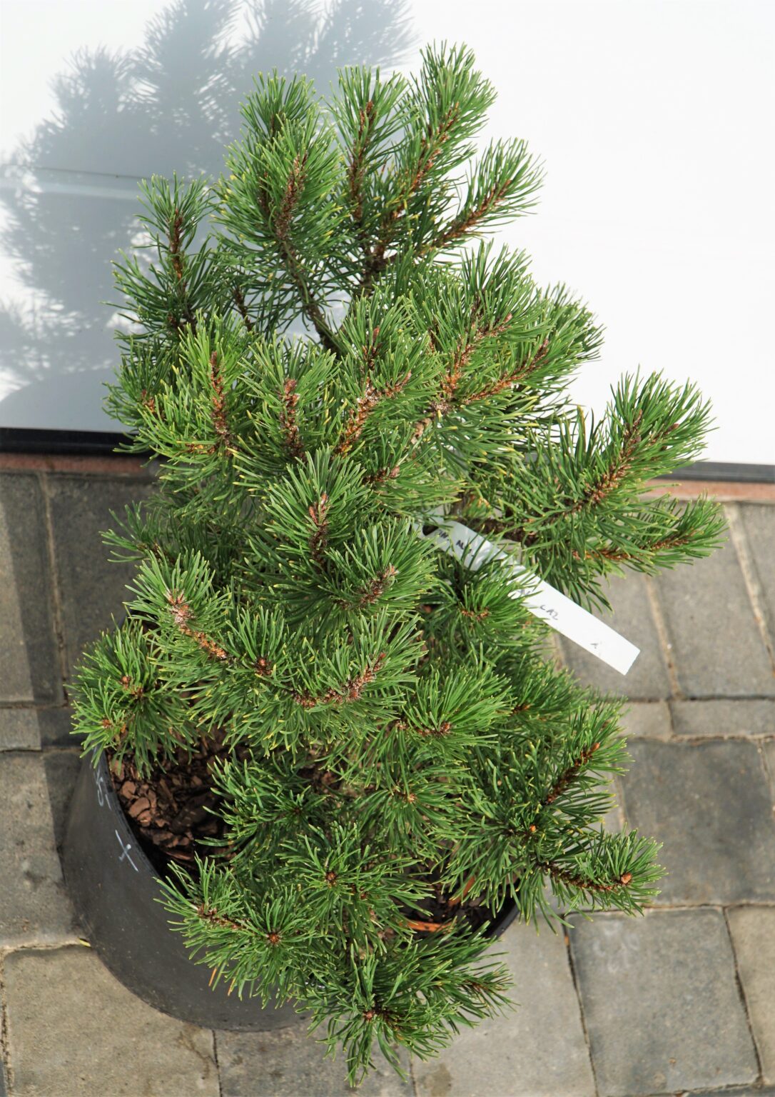 SOSNA GÓRSKA CARSTEN Pinus mugo