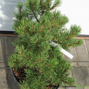 SOSNA GÓRSKA CARSTEN Pinus mugo
