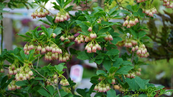 ENKIANT DZWONKOWATY Enkianthus campanulatus