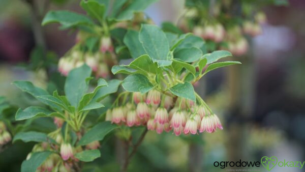 ENKIANT DZWONKOWATY Enkianthus campanulatus