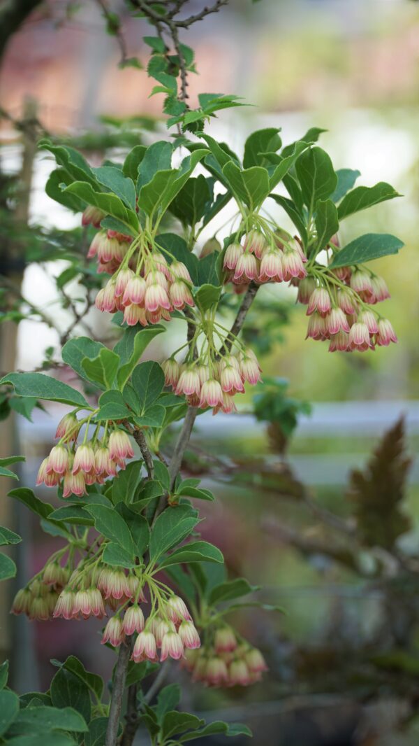 ENKIANT DZWONKOWATY Enkianthus campanulatus